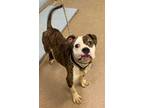 Adopt Flower Power a Brown/Chocolate Mixed Breed (Medium) / Mixed dog in
