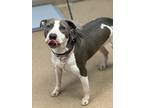Adopt Velcie a White Mixed Breed (Medium) / Mixed dog in Chamblee, GA (41315916)