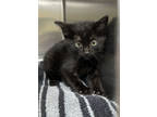 Adopt F24 FC 463 Etta a All Black Domestic Shorthair / Domestic Shorthair /