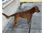 Adopt Butters a Brown/Chocolate Hound (Unknown Type) / Mixed Breed (Medium) /