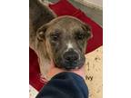 Adopt Ivy a Gray/Blue/Silver/Salt & Pepper Catahoula Leopard Dog / Mixed dog in
