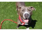 Adopt Guapo a Gray/Blue/Silver/Salt & Pepper Mixed Breed (Large) / Mixed dog in