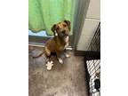 Adopt Maddox a Brown/Chocolate Hound (Unknown Type) / Mixed dog in Florence