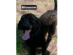 Adopt Blossom a Brown/Chocolate Poodle (Standard) / Mixed (short coat) dog in