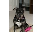 Adopt Beastie a Black - with White American Pit Bull Terrier / Mixed dog in