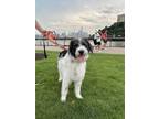 Adopt Petunia a White - with Gray or Silver Mixed Breed (Medium) dog in WAYNE