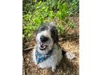 Adopt Petunia a White - with Gray or Silver Mixed Breed (Medium) dog in WAYNE