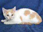 Adopt A603028 a Domestic Mediumhair / Mixed (medium coat) cat in Oroville