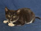 Adopt PENELOPE a Black & White or Tuxedo Domestic Mediumhair / Mixed (medium