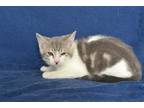 Adopt HAZEL a Gray or Blue Domestic Mediumhair / Mixed (medium coat) cat in