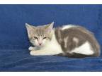 Adopt A603030 a Gray or Blue Domestic Mediumhair / Mixed (medium coat) cat in