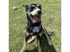 Adopt Poppy a Black - with Tan, Yellow or Fawn Australian Kelpie / Mixed dog in