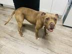 Adopt Daisy a Brown/Chocolate American Pit Bull Terrier / Mutt / Mixed dog in