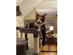 Adopt Little a Calico or Dilute Calico Calico / Mixed (short coat) cat in
