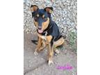 Adopt Lorille a Terrier (Unknown Type, Medium) / Australian Cattle Dog dog in