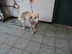 Adopt Rudy a White Labrador Retriever dog in Weatherford, TX (41347892)