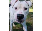 Adopt Hugo a White Pit Bull Terrier dog in Weatherford, TX (41347891)