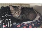 Adopt Fox 6623 a Domestic Shorthair / Mixed cat in Dallas, TX (37190000)
