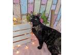 Adopt Specs a Black (Mostly) Domestic Shorthair / Mixed cat in Anoka