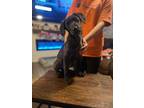 Adopt Mabel KA a Black Hound (Unknown Type) / Labrador Retriever / Mixed dog in
