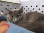 Adopt VIVIAN a Gray or Blue Domestic Mediumhair / Mixed (medium coat) cat in