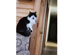 Adopt Kitty Cocoa Puff a Black & White or Tuxedo Domestic Longhair / Mixed