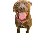 Adopt Cocoa a Brindle American Staffordshire Terrier / Rottweiler / Mixed dog in