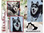 Adopt Zakara a Black - with White Husky / Mixed dog in West Branch