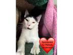 Adopt Moe a White Domestic Shorthair / Mixed cat in San Leon, TX (41347734)