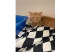 Adopt Conrad a Orange or Red Domestic Shorthair / Domestic Shorthair / Mixed cat