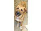 Adopt Freddy (Django) a Brindle Great Pyrenees / Mixed Breed (Medium) / Mixed