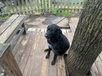Adopt Boss a Black Labrador Retriever / Mixed dog in Quinlan, TX (41347721)