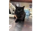 Adopt Baloo a All Black Domestic Longhair / Mixed Breed (Medium) / Mixed (short