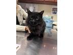 Adopt Baloo a All Black Domestic Longhair / Domestic Shorthair / Mixed cat in