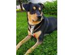 Adopt Simon a Rottweiler / Mixed dog in Sechelt, BC (41303082)