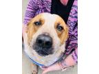 Adopt Loki a Red/Golden/Orange/Chestnut - with White Australian Cattle Dog /