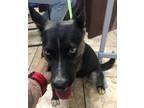 Adopt Coriander a Black Mixed Breed (Medium) / Mixed dog in Georgetown