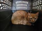 Adopt Gaston a Orange or Red Domestic Shorthair / Domestic Shorthair / Mixed cat