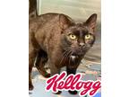 Adopt Kellogg a All Black Domestic Shorthair / Domestic Shorthair / Mixed cat in