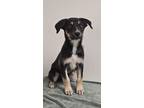 Adopt Honey a Black Husky / Mixed dog in Phoenix, AZ (41125418)
