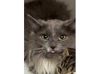 Adopt Rip a Gray or Blue Domestic Mediumhair / Domestic Shorthair / Mixed cat in