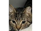 Adopt Ravi a Brown or Chocolate Domestic Shorthair / Domestic Shorthair / Mixed