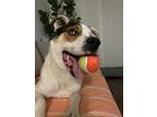 Adopt ROUF a Tricolor (Tan/Brown & Black & White) Siberian Husky / Mixed dog in