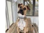 Adopt Buckley a Tan/Yellow/Fawn Boxer / Mixed dog in Kingston, ON (41237876)
