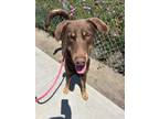 Adopt NIXON a Brown/Chocolate Labrador Retriever / Mixed Breed (Medium) / Mixed