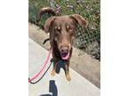 Adopt NIXON a Brown/Chocolate Labrador Retriever / Mixed dog in Huntington