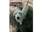 Adopt Bubblegum a White Poodle (Standard) / Mixed (short coat) dog in Medfield