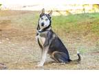 Adopt BATMAN a Black - with Tan, Yellow or Fawn Siberian Husky / Mixed dog in