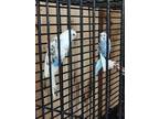 Adopt Ted & Alberta a Blue Parakeet - Other bird in Inverness, FL (41347630)
