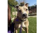 Adopt Opal a Tan/Yellow/Fawn - with White American Pit Bull Terrier / Jack